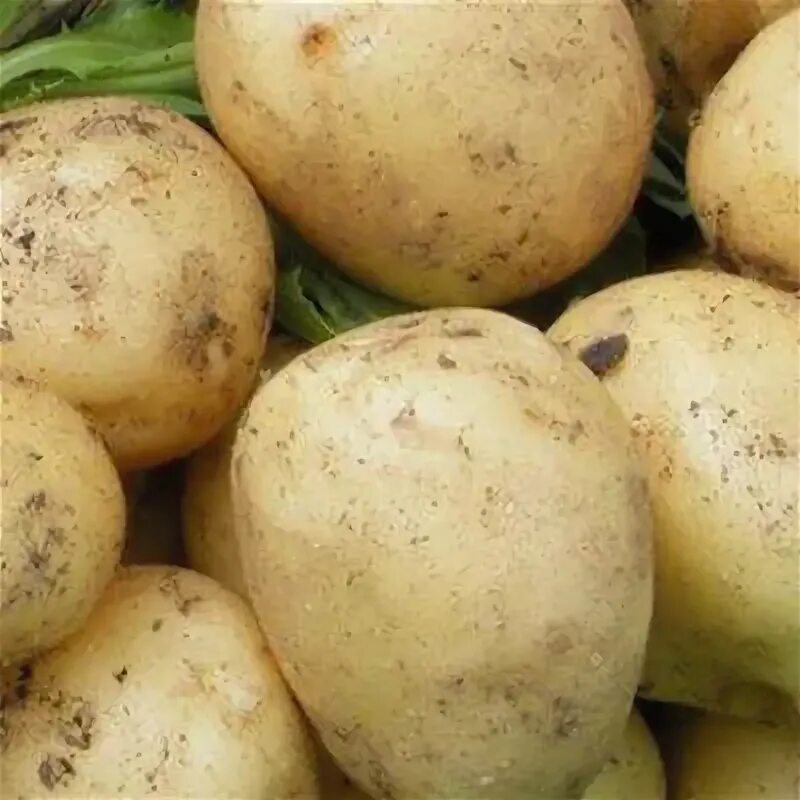 Сорт картошки Вега. Картофель семена Вега. Раннеспелые сорта картофеля Вега. Ранние сорта картофель Вега.