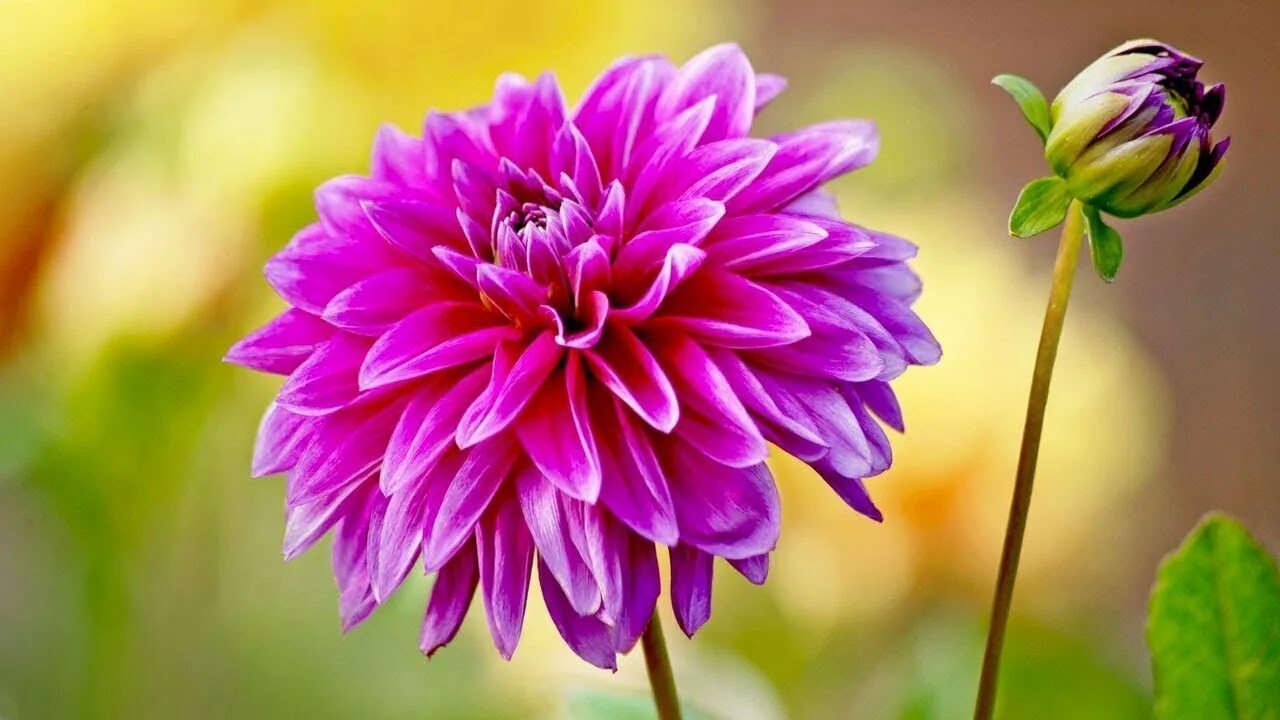 Группа разные люди. Много людей. Эволюционное дерево животных. Планета людей. Человек толпы.