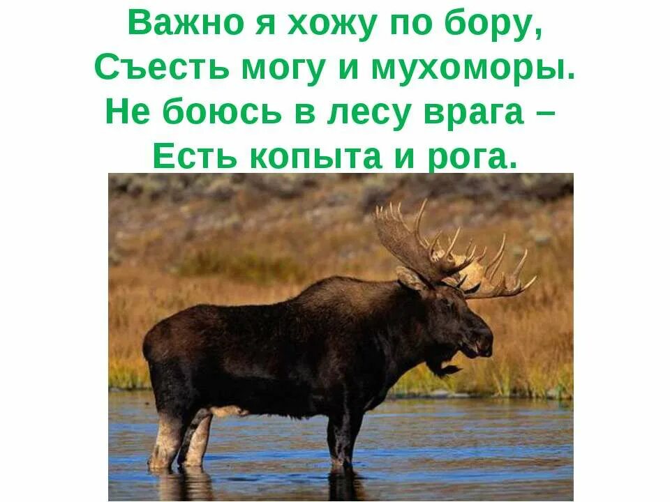 Онцилла маргай. Остров мадагаскар фосса. Это животное является самым. Окапи в африке. Это животное является самым.