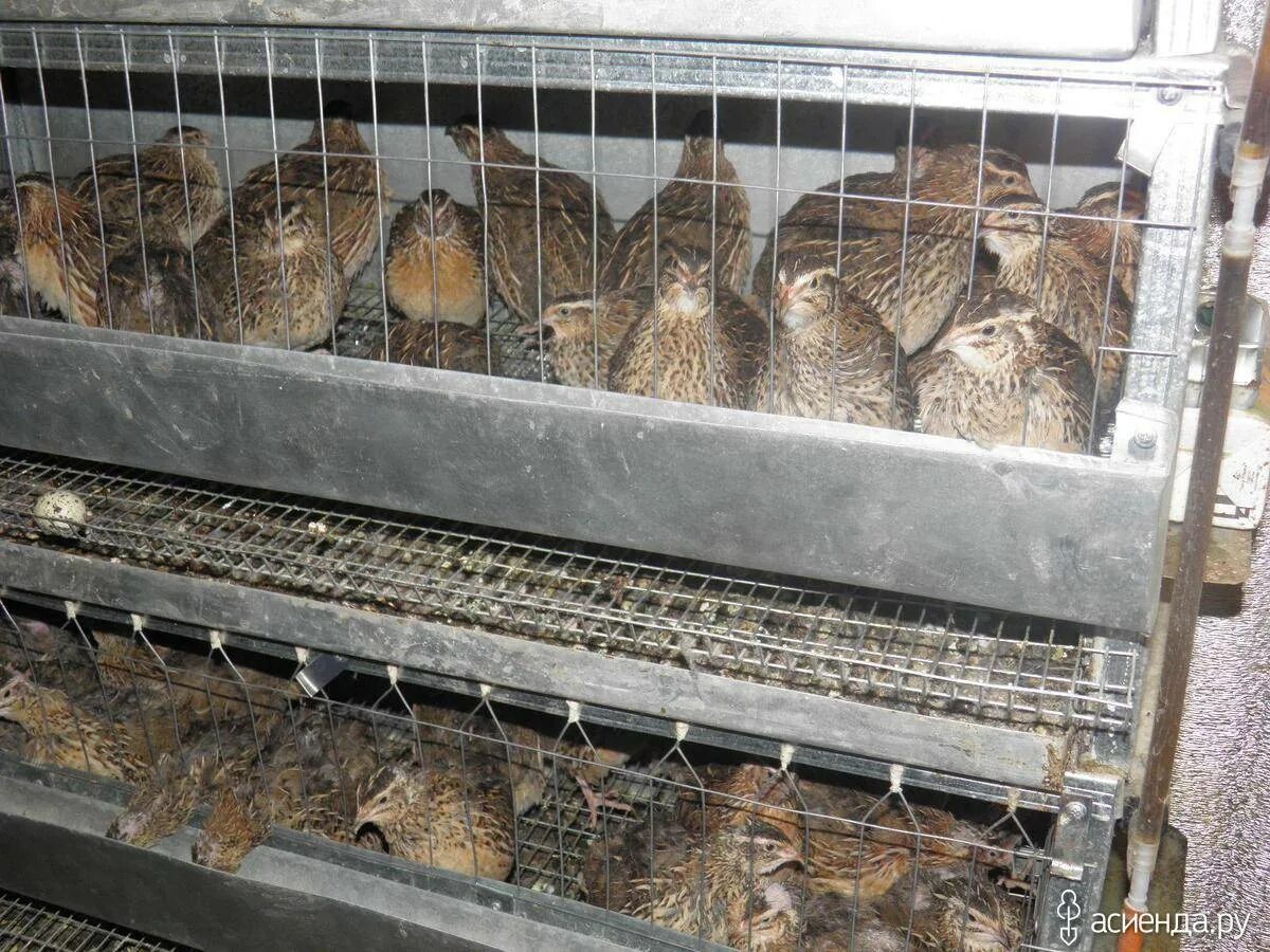 Ферма цесарок. Вольеры для куропаток. Фермерское хозяйство куры. Птичник гусиная ферма. Цесарки цесарята.