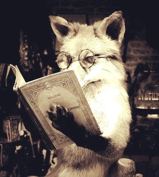 Reading fox. Книги про Лис. Лиса с книжкой. Лиса с книгой. Умный Лис.