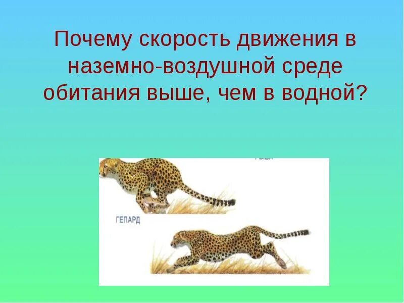 Какой способ передвижения животных является наиболее удачным. Скорости движения животных в наземно-воздушной среде. движение организмов презентация. движение животных в наземной среде. презентация по биологии на тему движение.
