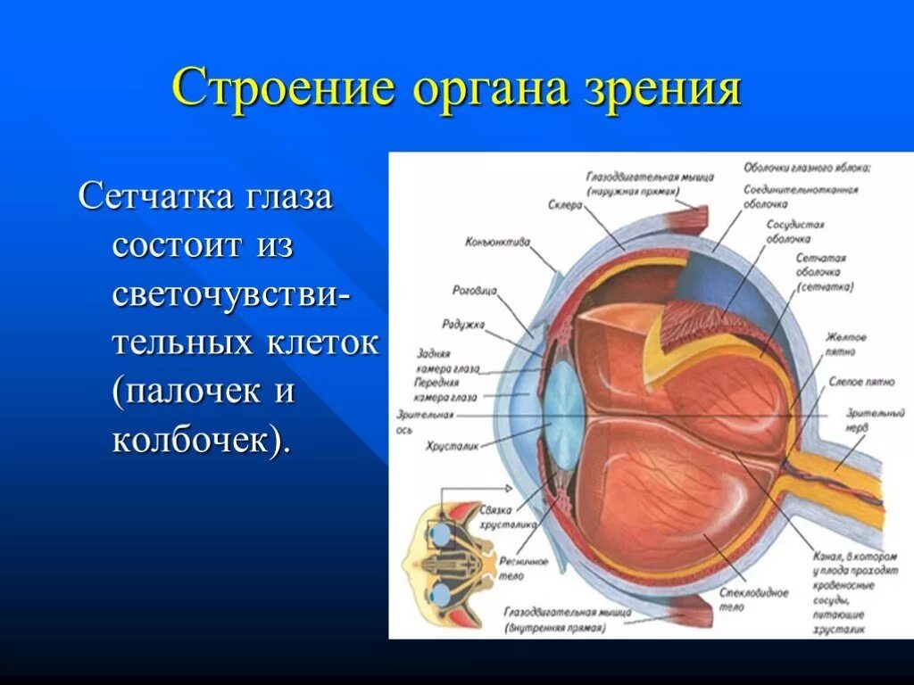 Строение органа зрения. Орган зрения анатомия. Структура органа зрения. Орган зрения строение глаза.