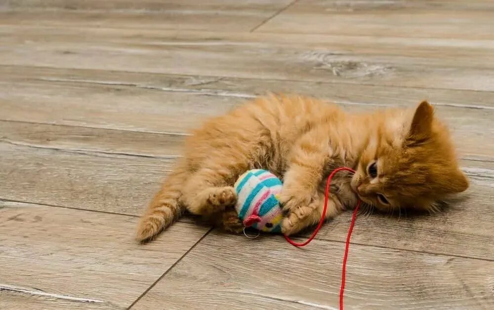 Котята играют на полу. Рыжий котёнок. Рыжий котенок играет. Играющий рыжий кот. Рыжий котёнок играется.