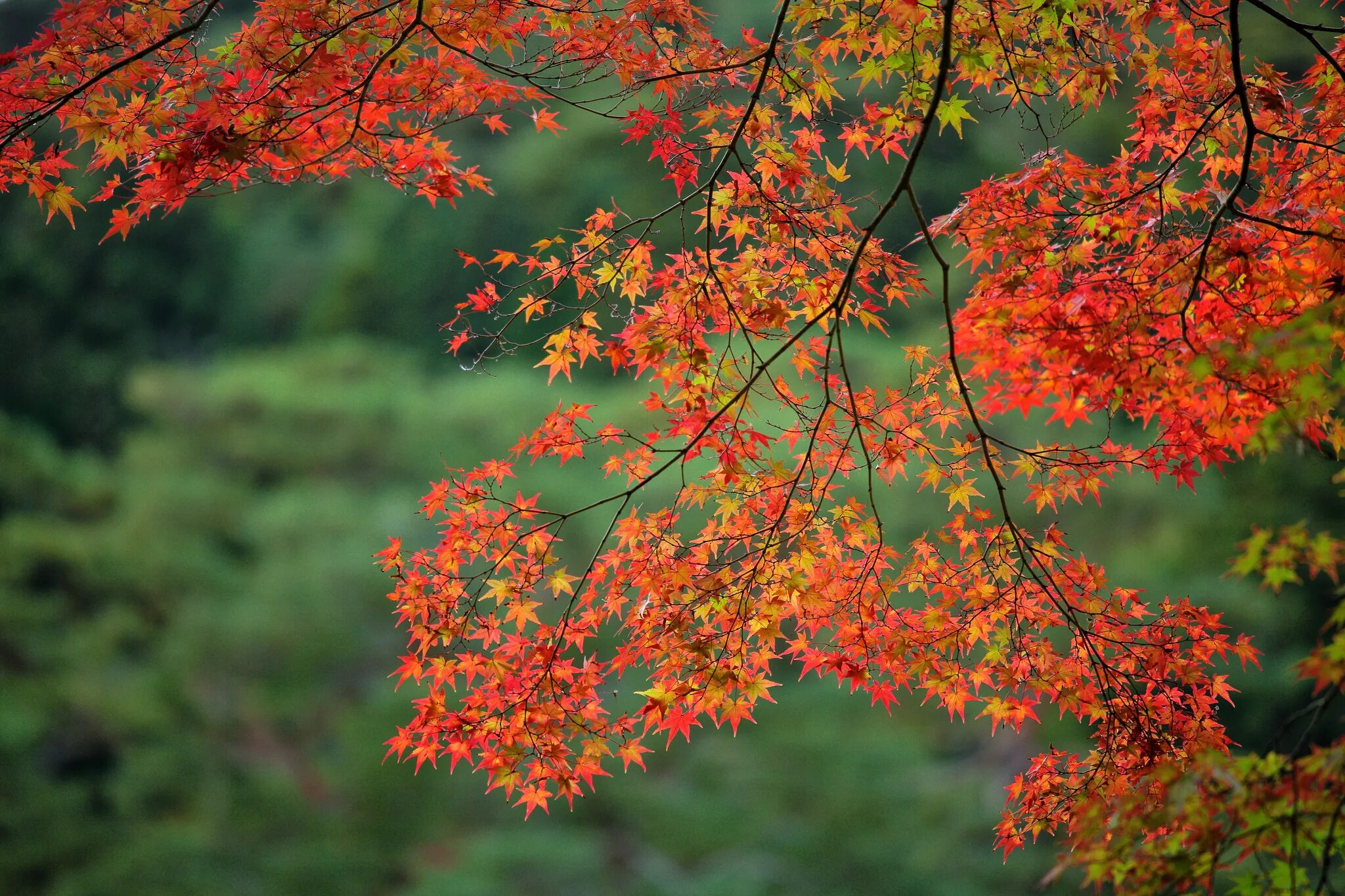 Красивая осень. Осенняя листва. Осень клен. Природа осень.