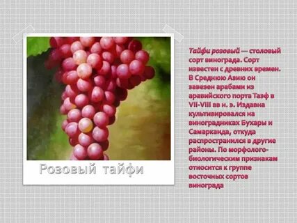 Мускусный в переводе