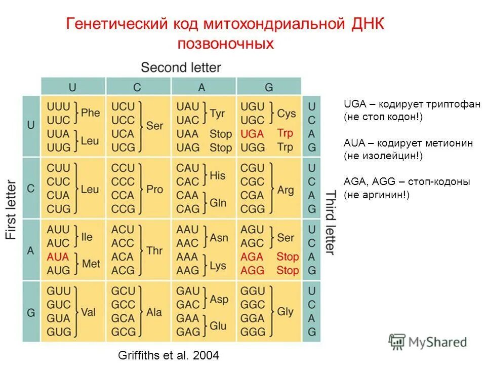 Генетический код принцип записи информации. Генетический код стоп кодоны. таблица аминокислот стоп кодоны. таблица генетического кода метионин. триптофан в таблице генетического кода.