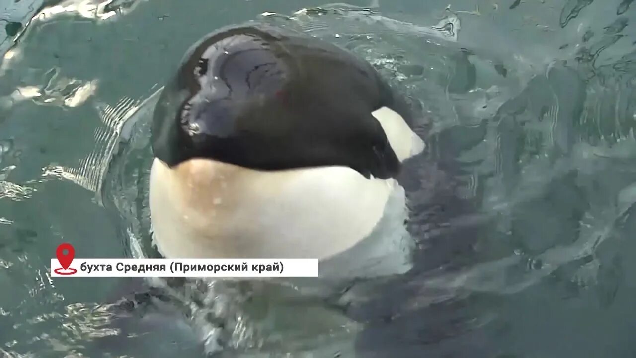 Касатки в хабаровском крае. Спасение касаток в японском море. Касатки в приморье. Касатка застряла во льдах. Что стало с касатками застрявшими.
