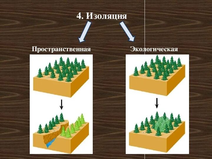 Пространственная изоляция популяций. Изоляция географическая и биологическая. Изоляция пространственная и экологическая. Пространственная и биологическая изоляция. Географическая изоляция популяций примеры