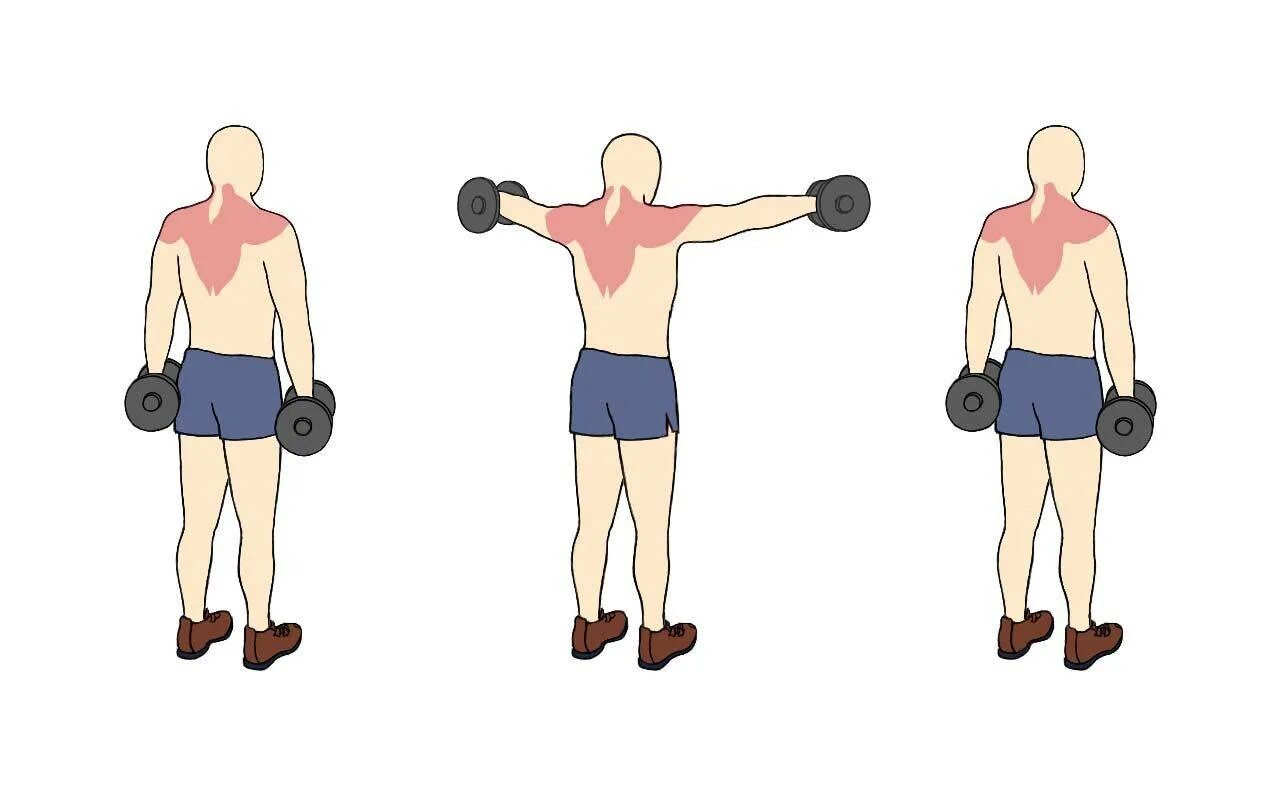 Подъем рук с гантелями. Махи с гантелями стоя техника. Упражнения с гантелями стоя. Поднятие гантелей в стороны. Подъем гантелей в стороны.