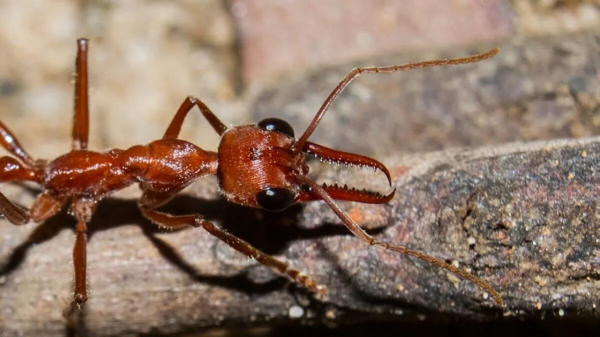 Кампонотус круентатус. Polyrhachis bihamata. Very ant. Черный муравей. Very ant.