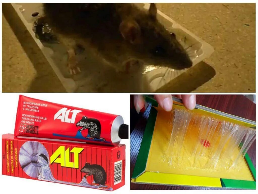 Чем отмыть клей для мышей. Клеевая ЛОВУШКА для мышей. Клей для крыс. Клеевая приманка для мышей. Клей от мышей и крыс.