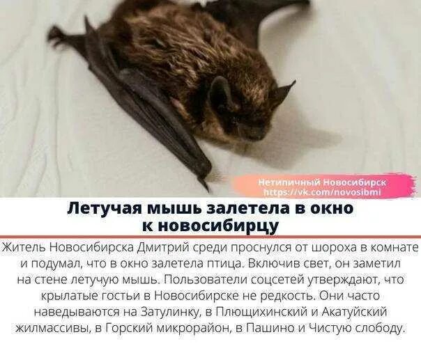 Бабочка залетела в квартиру. Залетела домой летучая мышь к чему это. Летучая мышь залетела в дом. К чему в дом залетает летучая мышь. Маленькая летучая мышь залетела в квартиру.