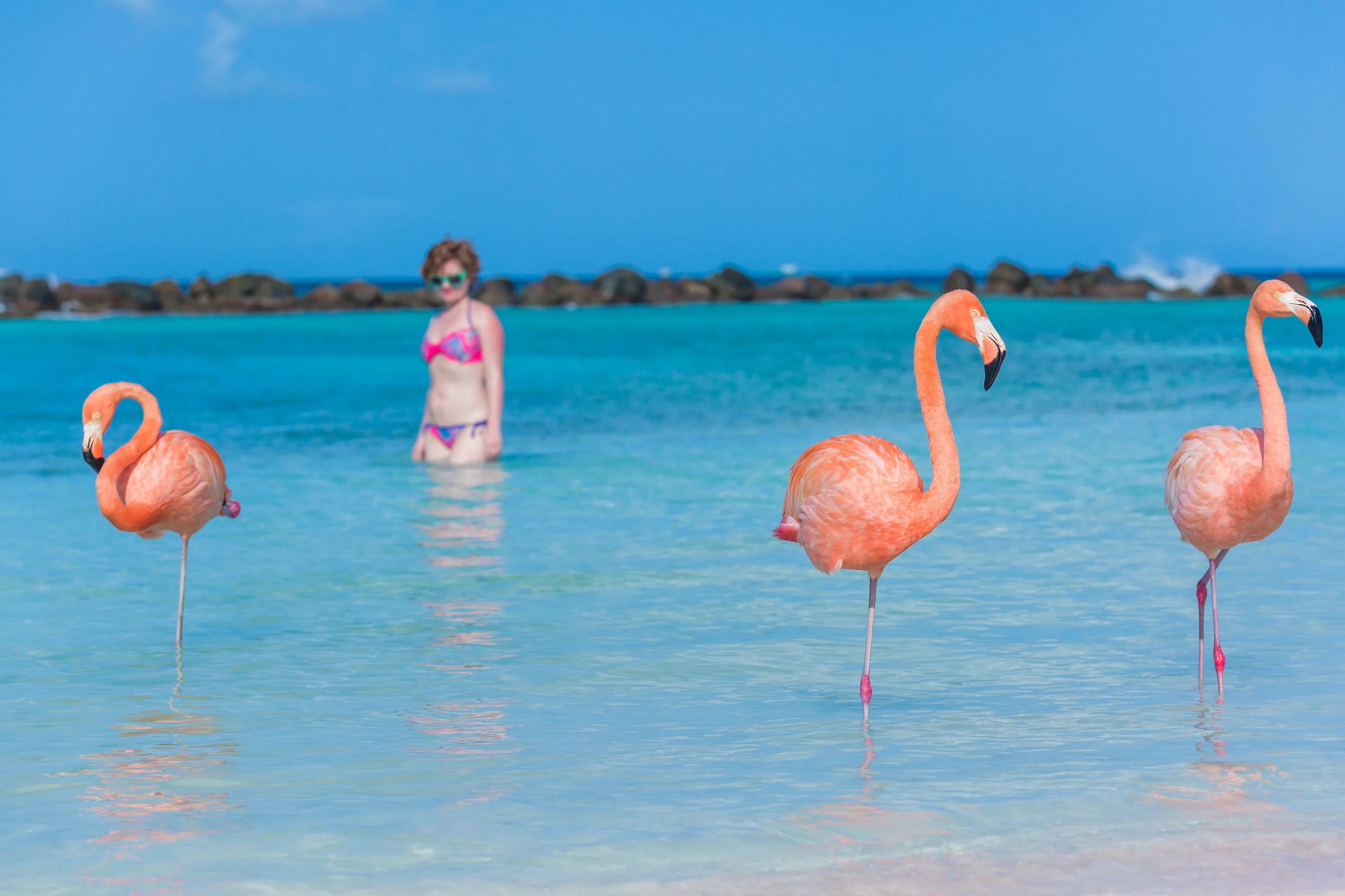 Веб камера фламинго пляж