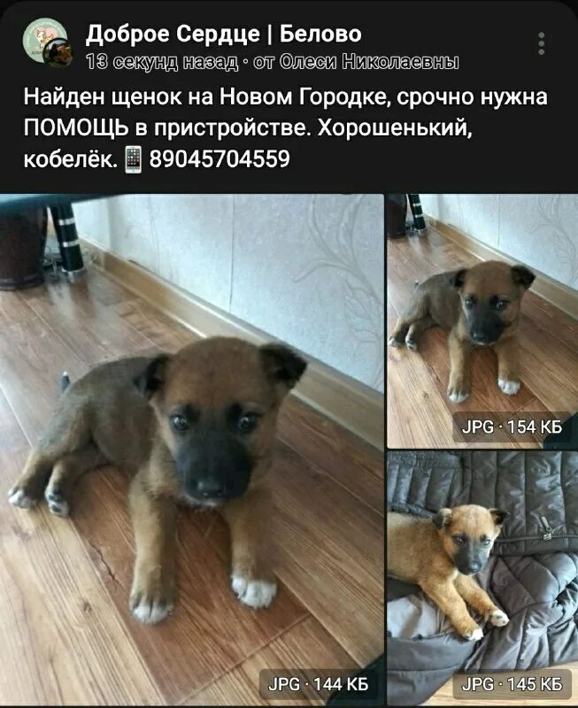 Приют доброе сердце южно сахалинск. Приют добрый пастырь макеевка. Приют доброе сердце южно сахалинск. Волонтёрчество приют доброе сердце в перми гайва. Самый большой приют для животных.