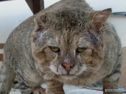 Бойцовская кошка
