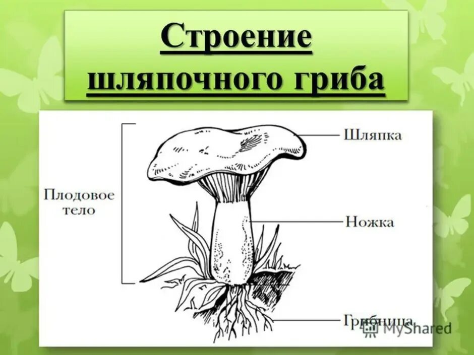 Внешнее строение тела гриба. Гриб строение шляпочного гриба. схема шляпочного гриба. строение шляпочного гриппа.