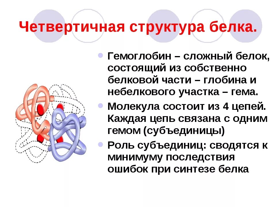 Функции четвертичной структуры белка. Четвертичная структура белка гемоглобина. гемоглобин белок четвертичной структуры. четвертичная структура гемоглобина. четвертичная структура белков гемоглобин.