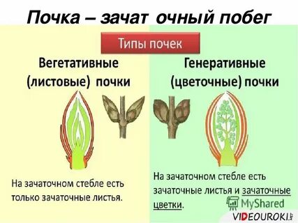 Что является зачатком будущего растения