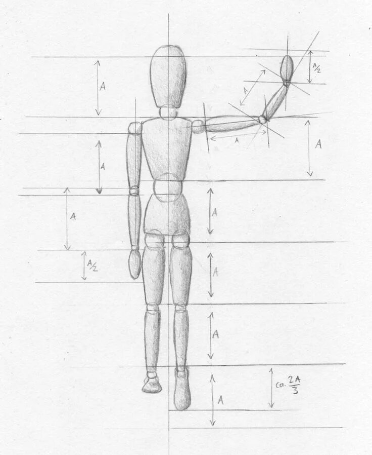 Схема человека. Пропорции человека. Фигура человека рисунок. Фигура человека для рисования. Основы рисования фигуры человека.