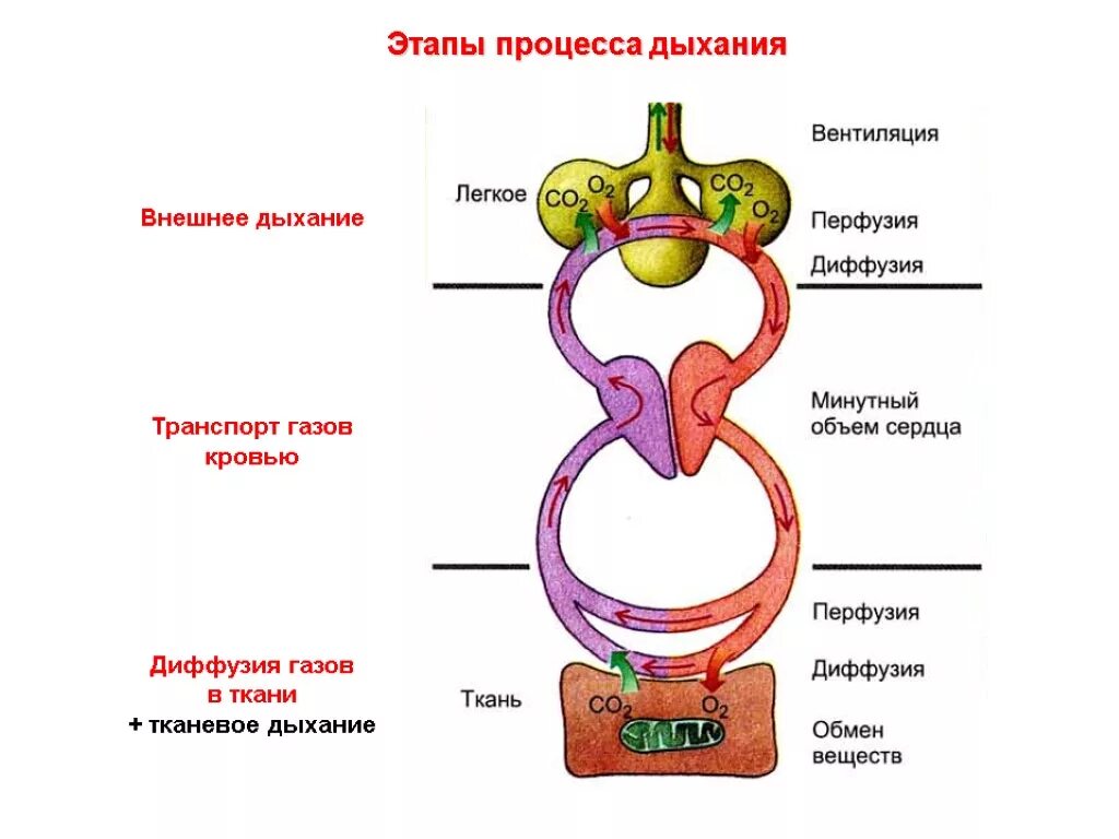 Правильную последовательность этапов дыхания. Этапы процесса дыхания схема. Основные стадии процесса дыхания физиология. Этапы дыхания рисунок. Назовите этапы процесса дыхания..