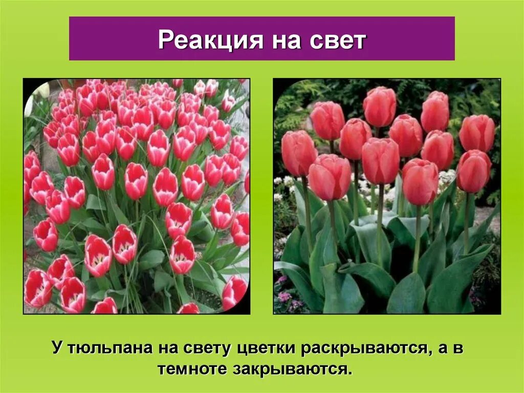 Почему тюльпаны быстро раскрылись. Признаки тюльпана. Цветок тюльпана биология. Тюльпаны НЕРАСКРЫВШИЕСЯ. Реакция тюльпанов на свет.