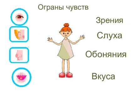 Органы чувств человека задания