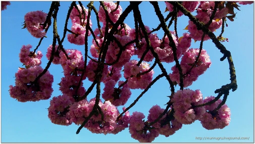 Плоды сакуры. Сакура съедобная. Вишня сакура плоды. Сакура плодоносит. Плоды сакуры.