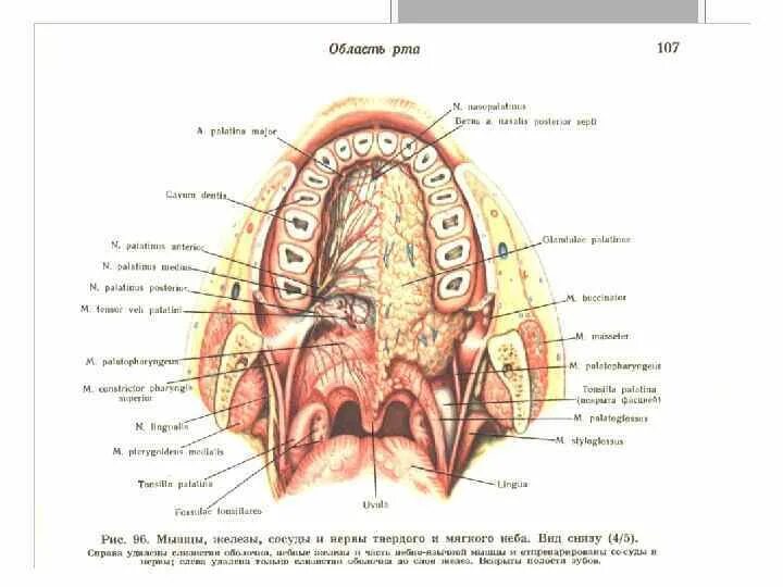 Отверстия полости рта. Ротовая полость твердое небо. Кровоснабжение твердого неба анатомия. Твердое небо анатомия строение. Твердое небо топографическая анатомия.