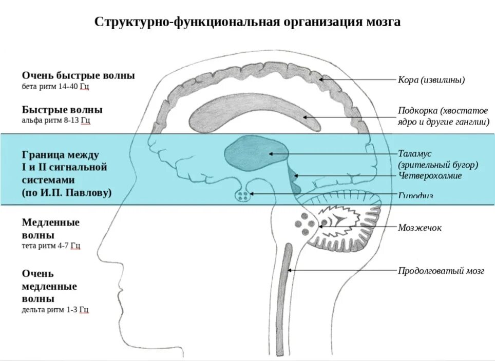 Альфа волны мозга. Альфа бета тета Дельта ритмы мозга. Мозговые волны Альфа бета тета гамма Дельта. Головной мозг волны тета. Альфа волны головного мозга.