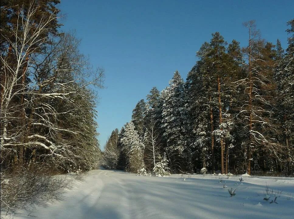Национальный парк «Бузулукский Бор» зима. Национальный парк Бузулукский Бор зимой. Бор зимой Бузулукский Бор зимой. Бузулукский Бор зима. Почему бор назвали бор