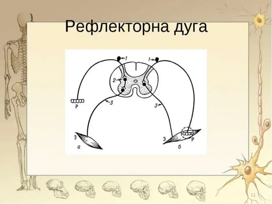 Рефлекторная дуга биология 8 класс. Рефлекторная дуга мигательного рефлекса рисунок. Рефлекторная дуга схема 8 класс с подписями биология. Схема глазосердечного рефлекса.