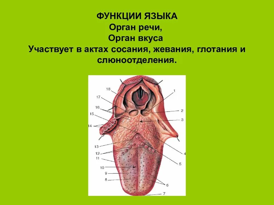 Любой язык состоит из. Функции языка анатомия человека.