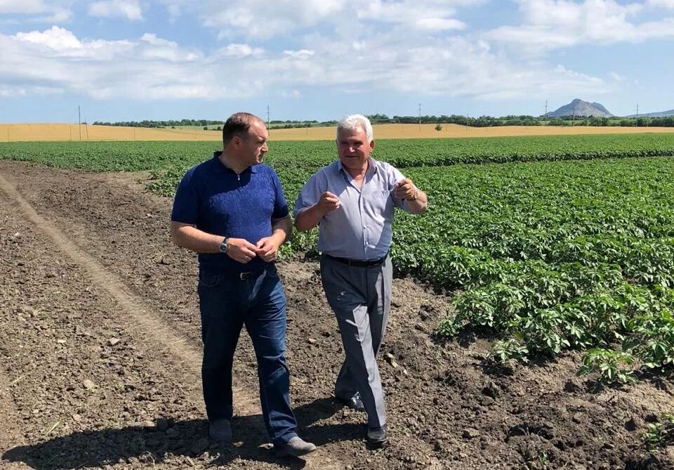 Туркменский район село овощи. ЗАО «Винсадское» Предгорненский район Ставропольский край. Ставрополь министр сельского хозяйства. СПК «Агро» Предгорненский район Ставропольского края.