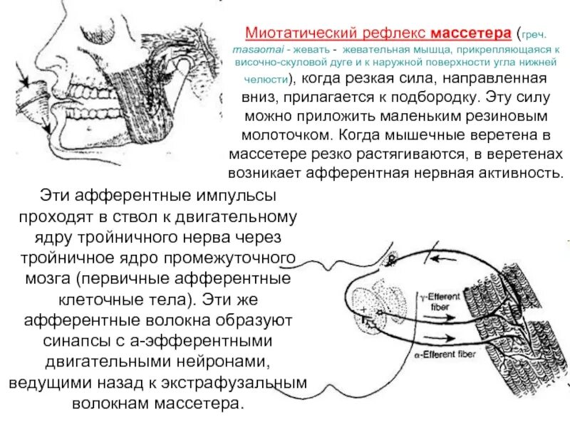 Схема рефлекса жевания физиология. Рефлекторная дуга миотатического рефлекса. Схема дуги миотатического рефлекса. Схема рефлекторной дуги жевания.