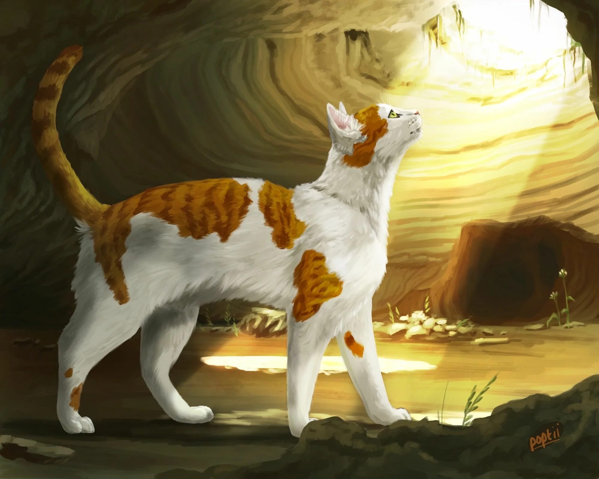 Кот сол. Коты воители. коты воители сол. коты воители листопад. коты воители небесное племя.
