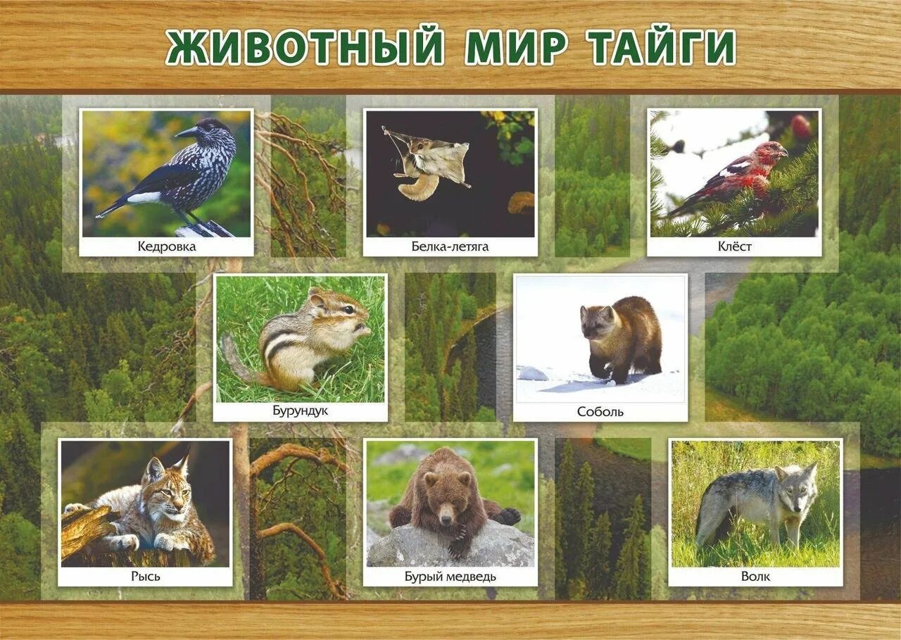Животные природных зон 4 класс. Растительный и животный мир тайги. Природная зона Тайга животный мир. Плакат Тайга. Обитатели тайги на плакате.