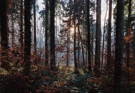 Леса учат понимать прекрасное