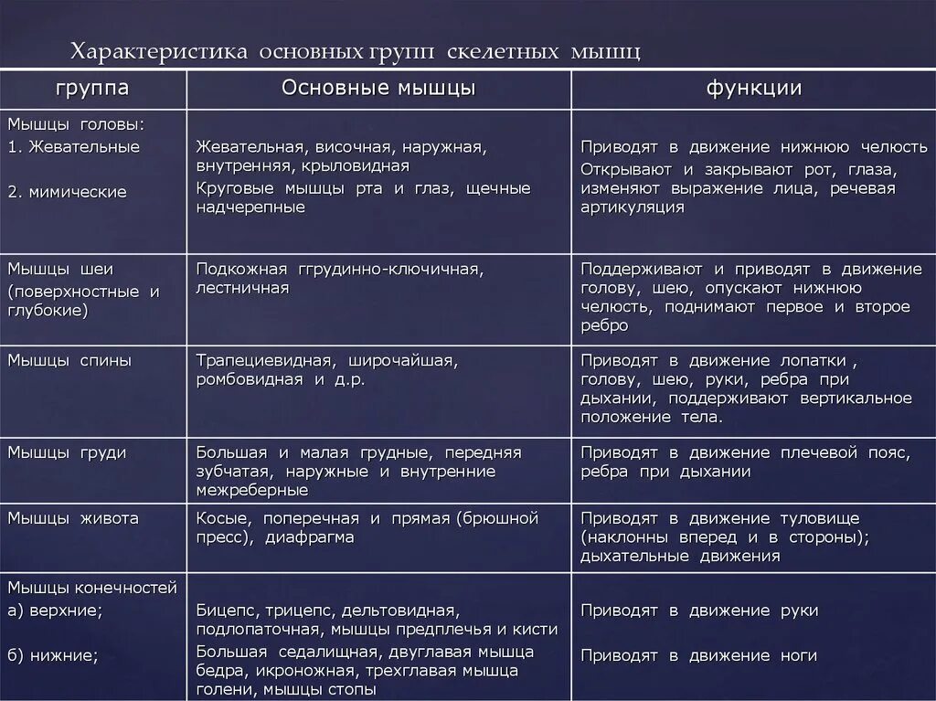 Назовите функции мышц