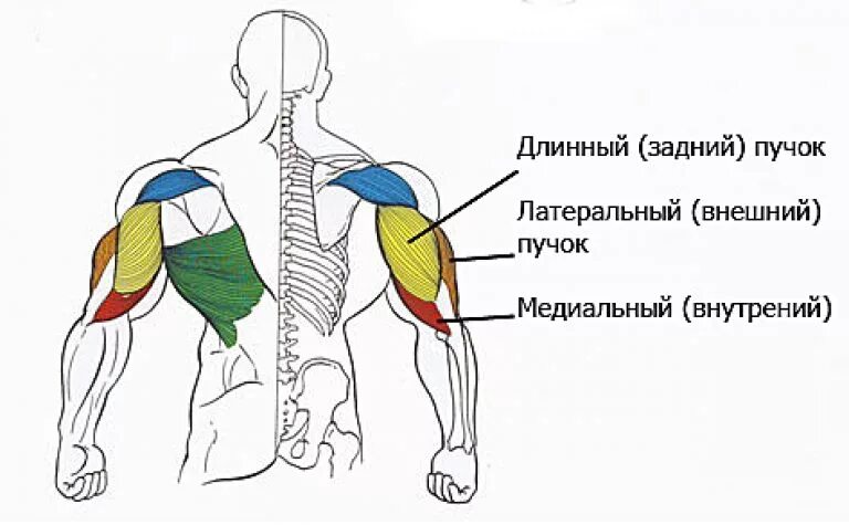 Медиальный и латеральный это. Латеральная головка трицепса. Упражнения на латеральную головку трицепса. Медиальная головка трицепса упражнения. Длинная головка трицепса анатомия.