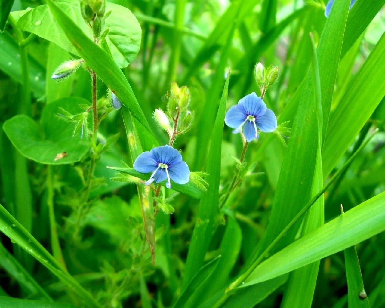 Трава с голубыми цветами 7 букв сканворд. Незабудка Полевая сорняк. Сорняк с голубыми цветочками. Маленькие синие цветочки сорняк. Сорняк с синими цветами.