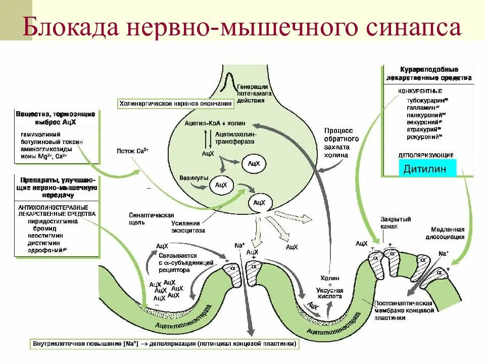 Нервная блокада. Блокада синаптической передачи возбуждения физиология. Нервно-мышечный синапс физиология механизм. Нейромедиатор нервно- мышечных синапсов:. Способы и механизмы блокады проведения возбуждения по нерву.