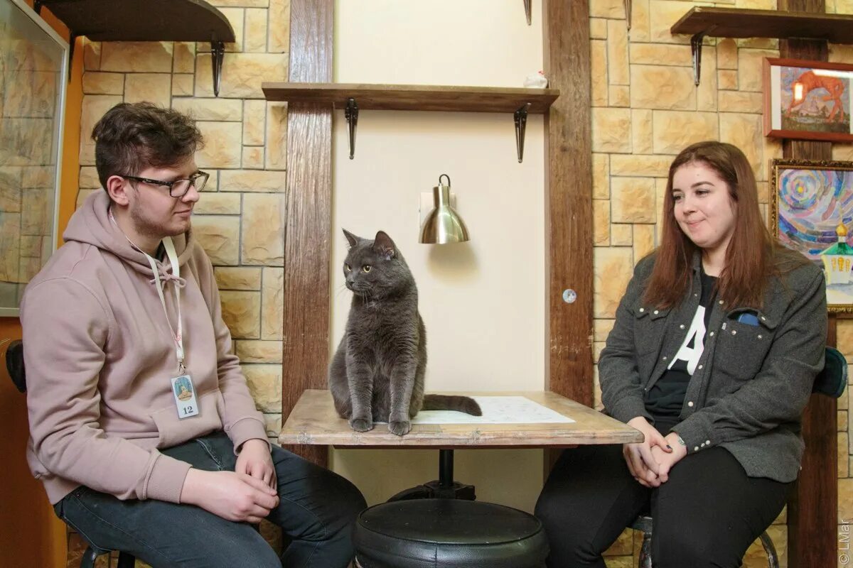 россия москва улица гиляровского 17 котокафе котики и люди. котокафе «котики и люди» ubkzhjdcrjuj. котокафе котики и люди москва гиляровского. кафе котики на гиляровского. котокафе котики и люди москва гиляровского.