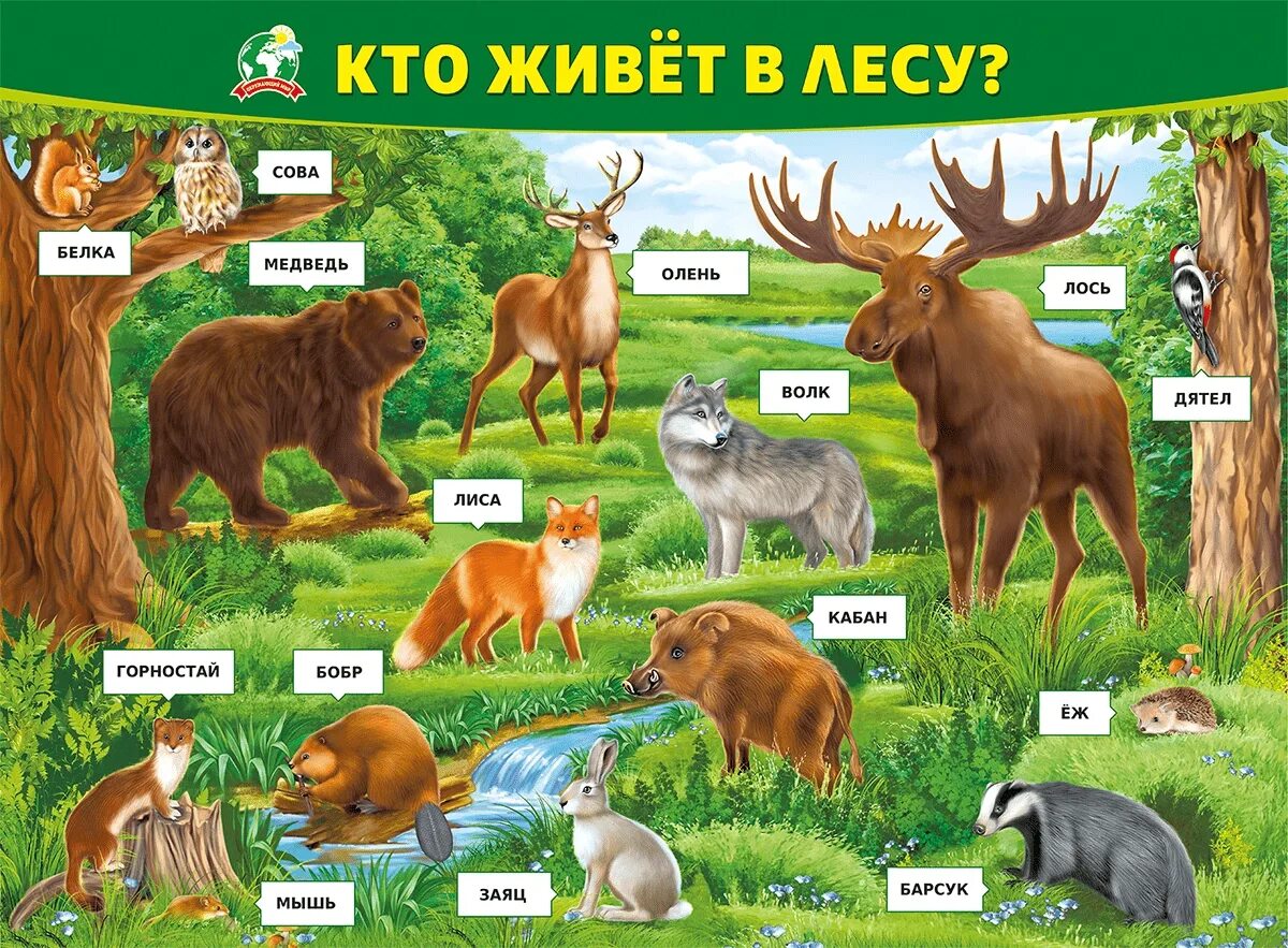 Какие дикие животные обитают в твоем регионе. Кто живет в лесу. Лесные животные. Лесные животные для детей. Лес с животными для детей.