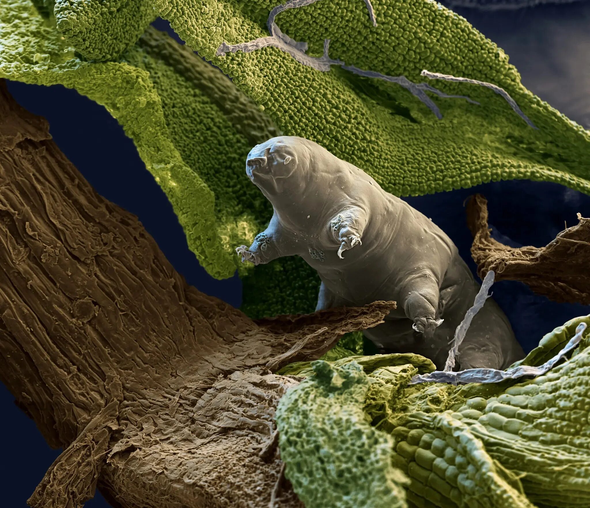Первые живые существа появились на нашей планете. Тихоходка. ДНК тихоходки. Тихоходка (Tardigrada). Водяной медведь тихоходка.