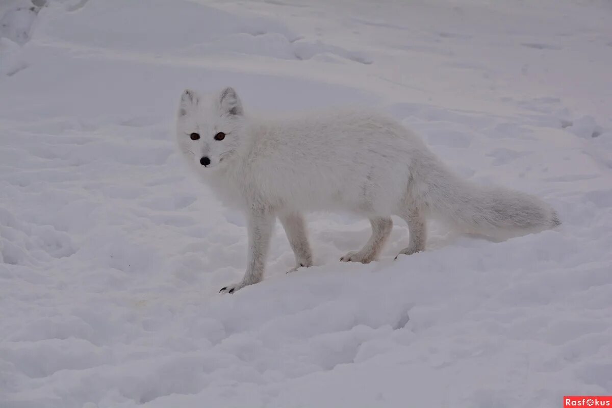 девушка в шубе. писец зверь. шуба из песца снежная королева. песец и белый медведь. песец линяет.