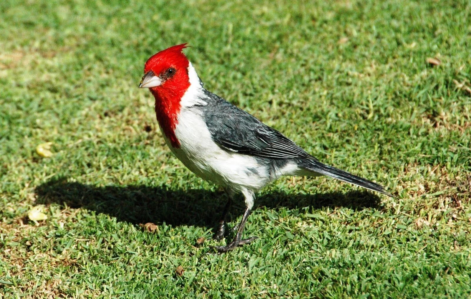 The bird of us. Птица Кауаи э-э. Птицы Гавайских островов. Чешуегорлый Мохо птица. Гавайи птичка с красной головой.