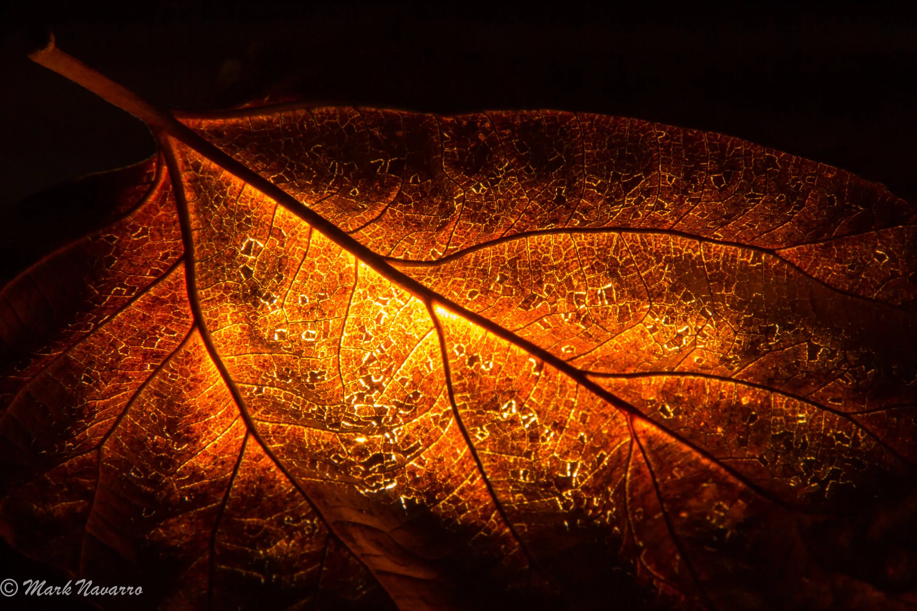 Лист осенний золотист. Листья золотые. Листья ночью. Золотые листья на черном фоне. Золотая осень макро.