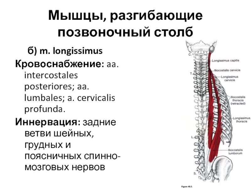 Функции иннервация кровоснабжение мышц. Мышцы сгибающие позвоночный столб таблица. сегменты позвоночника иннервация. позвоночник иннервация органов таблица. мышца разгибающая шейный отдел позвоночного столба.