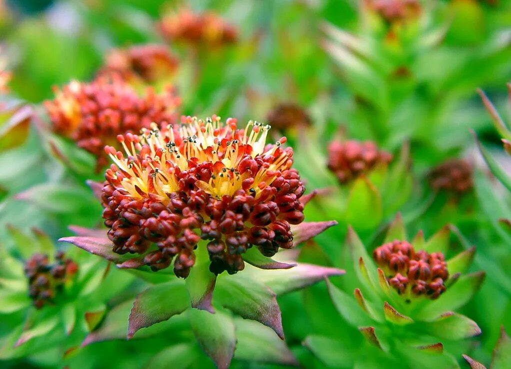 Радиола розовая полезные свойства и противопоказания. Родиола розовая rhodiola rosea. растение родиола розовая (золотой корень). родиола четырёхнадрезанная. родиола розовая байкал.